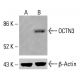 OCTN3 Antibody (B-10) - Western Blotting - Image 414625 
