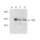 ODC Antibody (E-6) - Western Blotting - Image 301371