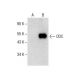 ODC Antibody (G-10) - Western Blotting - Image 287864