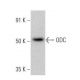 western blotting image from recommended ODC (E-6) monoclonal antibody replacement. Image 356231