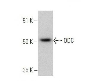 western blotting image from recommended ODC (E-6) monoclonal antibody replacement. Image 356231