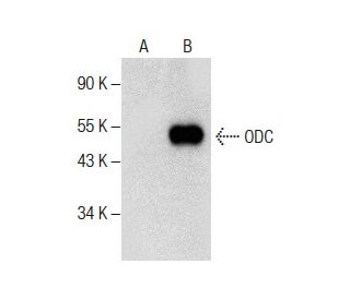ODC Antibody (G-10) - Western Blotting - Image 287864