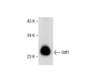Odf1 Antibody (E-11) - Western Blotting - Image 286770