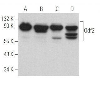 Odf2 Antibody (G-8) - Western Blotting - Image 364494 