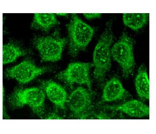 Odf3l2 Antibody (H-2) - Immunofluorescence - Image 302189 