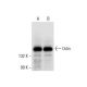 Odin Antibody (F-9) - Western Blotting - Image 305765 