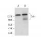 Odin Antibody (F-9) - Western Blotting - Image 372424