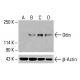 Odin Antibody (F-9) - Western Blotting - Image 415478