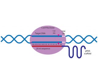 Odin CRISPR Knockout and Activation Products h SCBT Santa