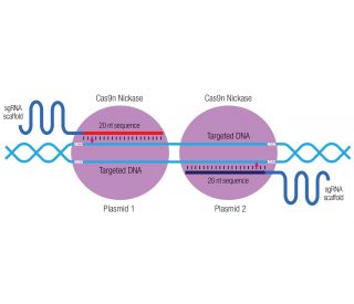 Odin CRISPR Knockout and Activation Products h SCBT Santa