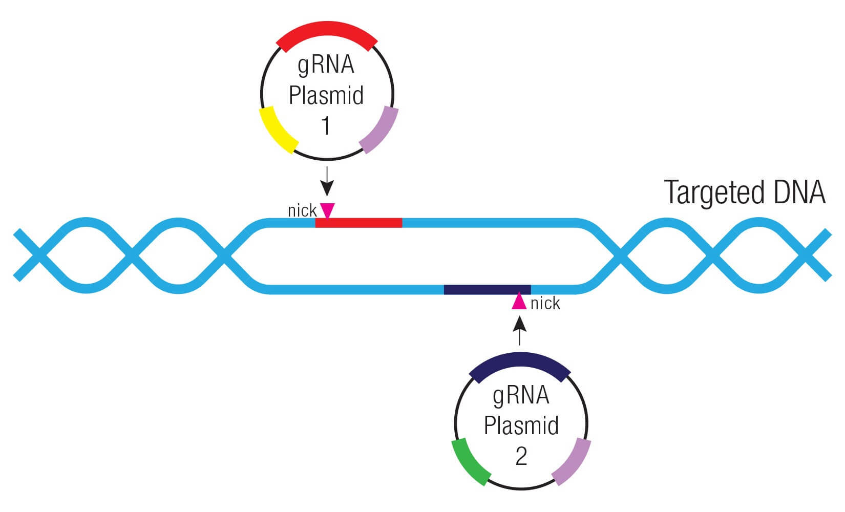 Odin CRISPR Knockout and Activation Products h SCBT Santa