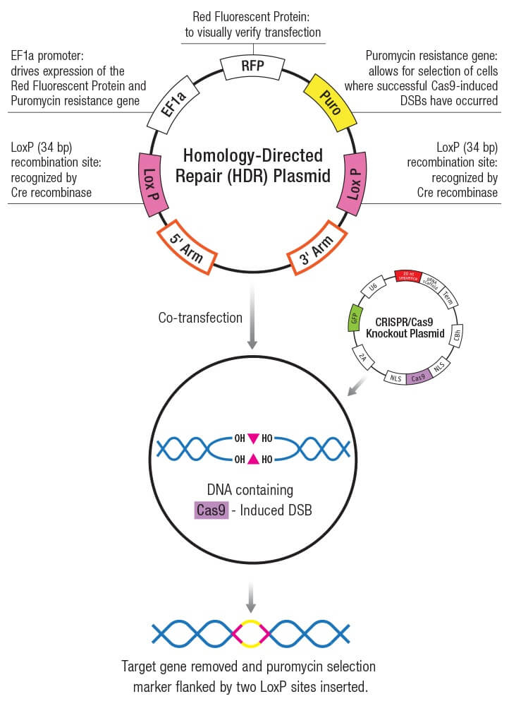 Odin CRISPR Knockout and Activation Products h SCBT Santa