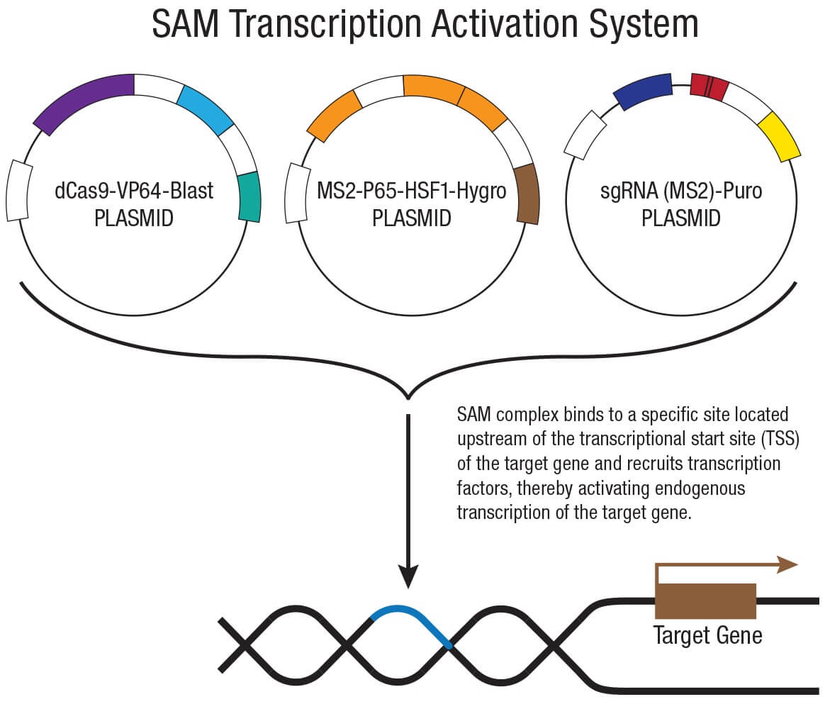 Odin CRISPR Knockout and Activation Products h SCBT Santa