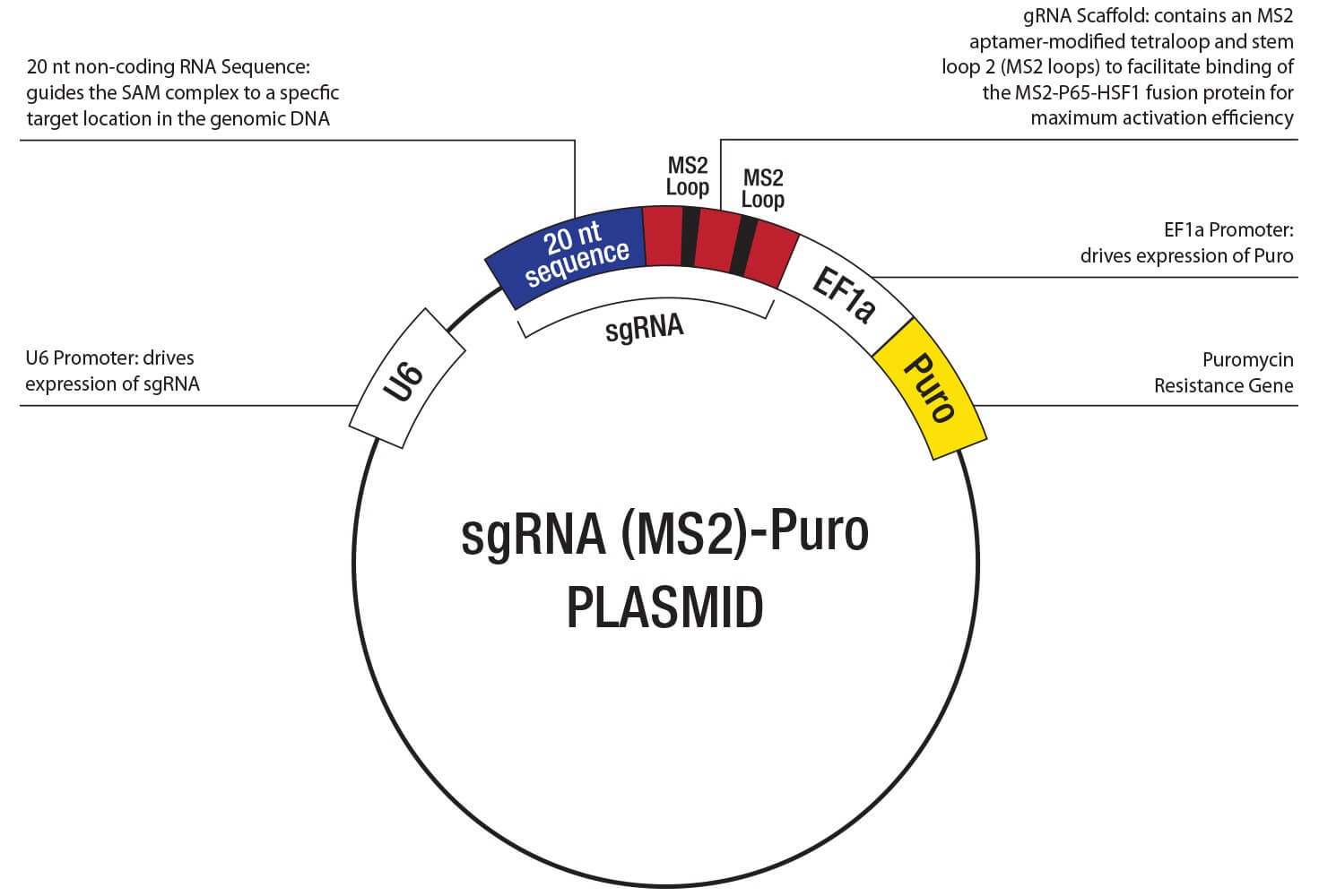 Odin CRISPR Knockout and Activation Products h SCBT Santa