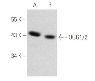 western blotting image from recommended OGG1/2 (G-5) monoclonal antibody replacement. Image 356643