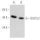 western blotting image from recommended OGG1/2 (G-5) monoclonal antibody replacement. Image 356643