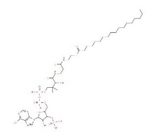 Oleoyl coenzyme A (CAS 1716-06-9) - chemical structure image