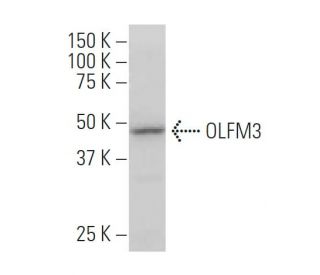 OLFM3 Antibody (M-N16) - Western Blotting - Image 34169