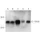 Olfr30 Antibody (E-1) - Western Blotting - Image 352586 