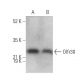 Olfr30 Antibody (E-1) - Western Blotting - Image 380024