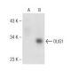 OLIG1 Antibody (A-2) - Western Blotting - Image 146472