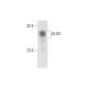 OLIG1 Antibody (A-2) - Western Blotting - Image 332762 