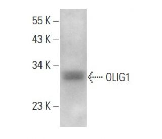OLIG1 Antibody (A-2) - Western Blotting - Image 358067 