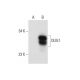 OLIG1 Antibody (B-5) - Western Blotting - Image 72451