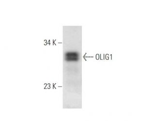 OLIG1 Antibody (B-5) - Western Blotting - Image 332763 