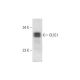OLIG1 Antibody (B-5) - Western Blotting - Image 332763 