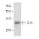 OLIG1 Antibody (B-5) - Western Blotting - Image 358066 