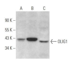 OLIG1 Antibody (G-3) - Western Blotting - Image 371891 