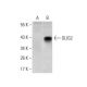 OLIG2 Antibody (1G11) - Western Blotting - Image 358261