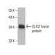 OLIG2 Antibody (B-5) - Western Blotting - Image 393038 