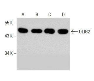 western blotting image from recommended OLIG2 (H-10) monoclonal antibody replacement. Image 387377