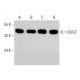 western blotting image from recommended OLIG2 (H-10) monoclonal antibody replacement. Image 387377
