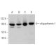 western blotting image from recommended oligophrenin-1 (A-12) monoclonal antibody replacement. Image 374940