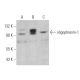 oligophrenin-1 Antibody (D-2) - Western Blotting - Image 375005 