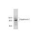 oligophrenin-1 Antibody (E-4) - Western Blotting - Image 325213 