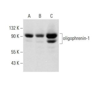 oligophrenin-1 Antibody (E-8) - Western Blotting - Image 325208 