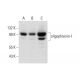 oligophrenin-1 Antibody (E-8) - Western Blotting - Image 325208 