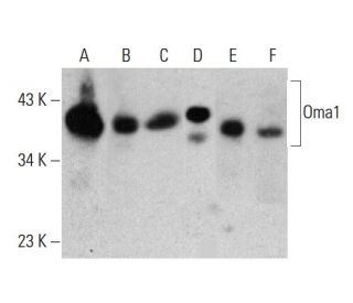 Oma1 Antibody (H-11) - Western Blotting - Image 386874 