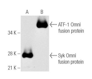 Omni-probe Antibody (D-8) - Western Blotting - Image 5607