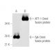 Omni-probe Antibody (D-8) - Western Blotting - Image 5607