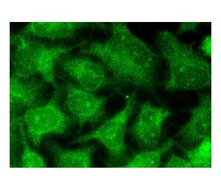 OMP Antibody (B-6) - Immunofluorescence - Image 146024 