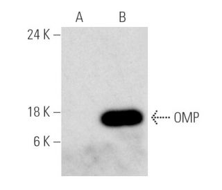 OMP Antibody (B-6) - Western Blotting - Image 390083