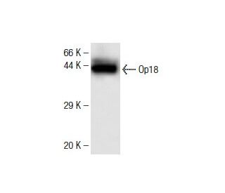 Op18 Antibody (13) - Western Blotting - Image 136768