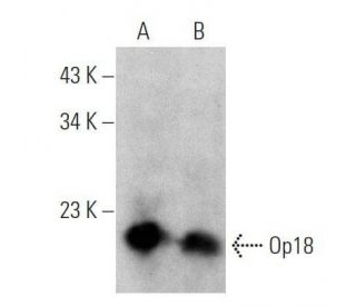 Op18 (E-3): sc-55531. Western blot analysis of Op18 expression in Jurkat (A) and MDA-MB-231 (B) whole cell lysates. 