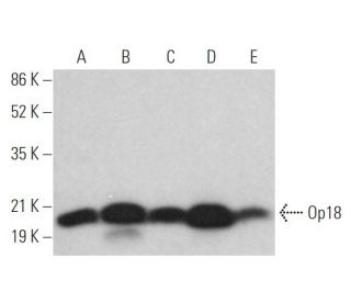 western blotting image from recommended Op18 (A-4) monoclonal antibody replacement. Image 373481