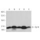 western blotting image from recommended Op18 (A-4) monoclonal antibody replacement. Image 373481